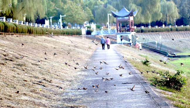 飛鳥翩躚秋色里